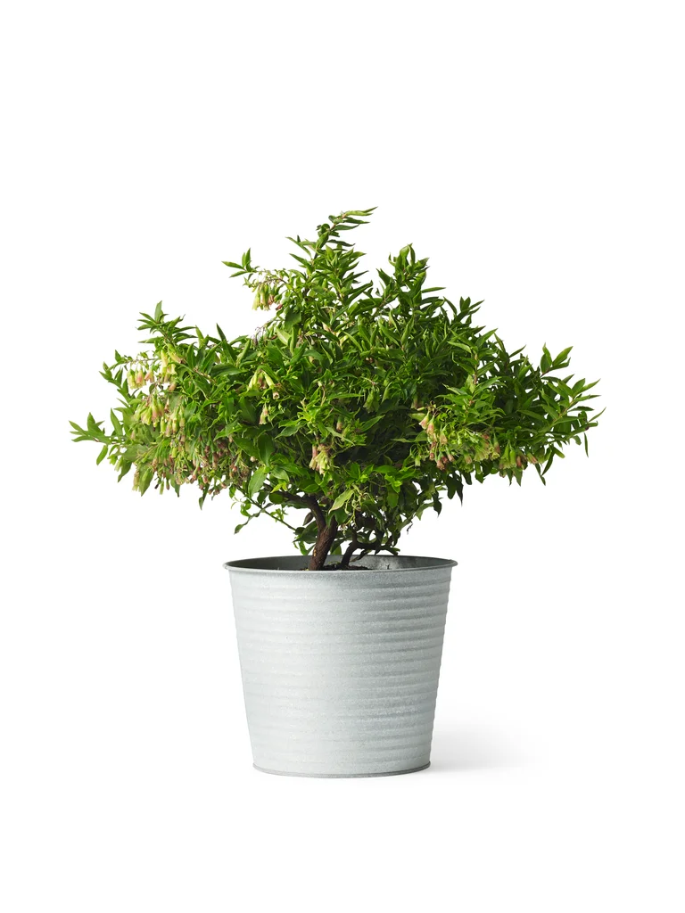 Blåbär Lucky Berry®