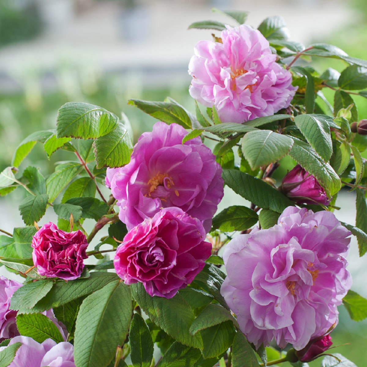 Buskrose 'Thérèse Bugnet'