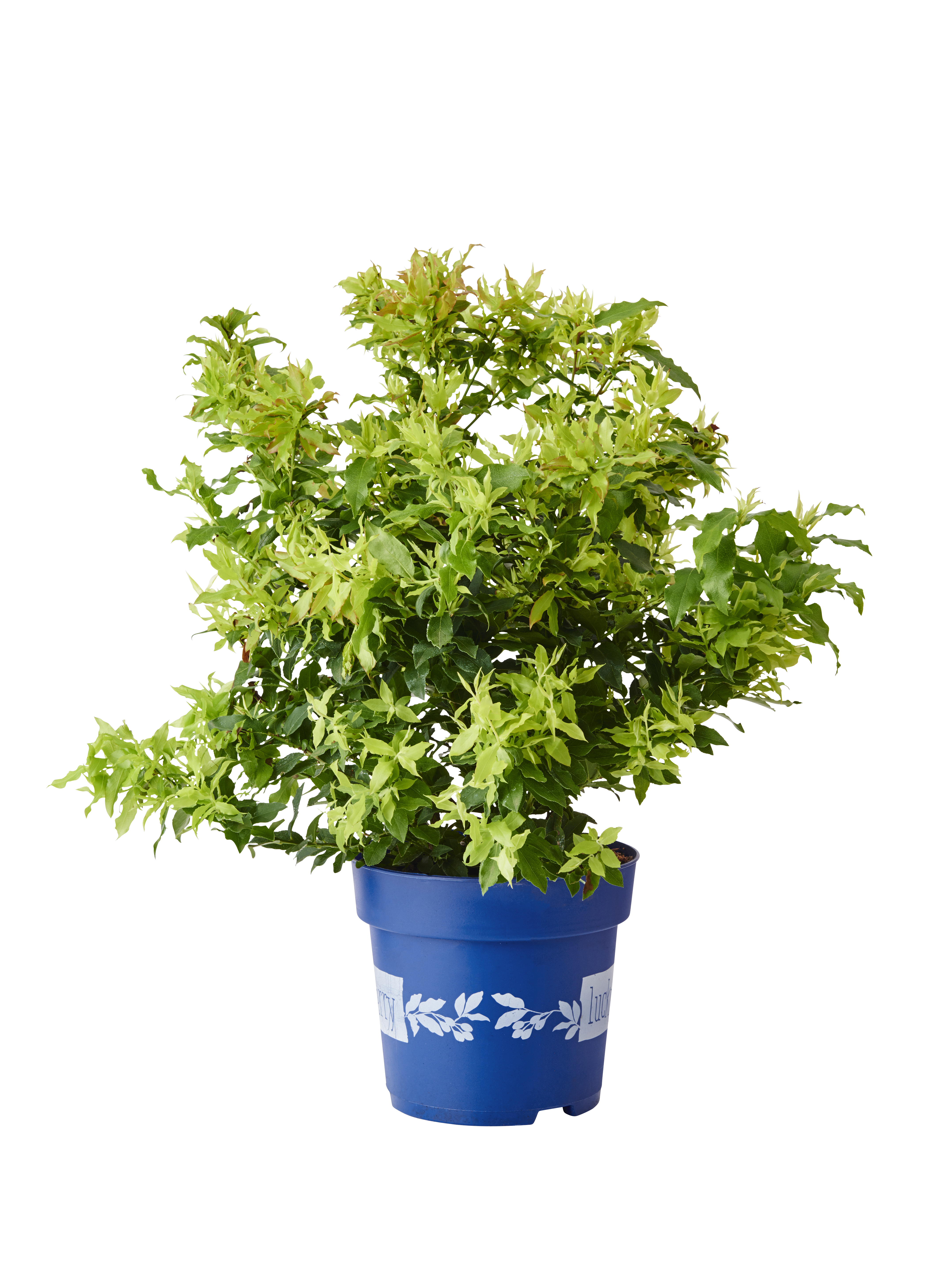 Blåbär LUCKY BERRY®