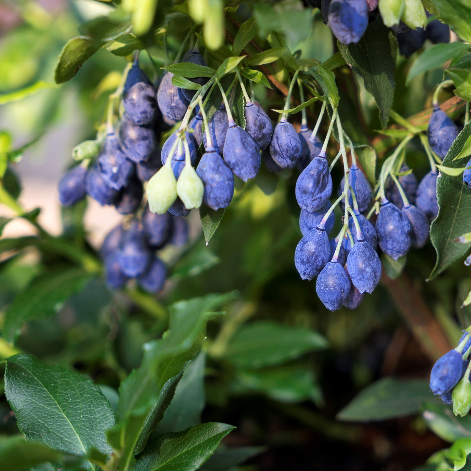 Blåbär LUCKY BERRY®