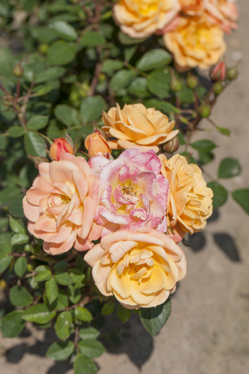 Rosa APRICOT MEILOVE 4L