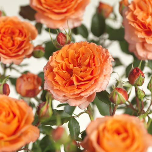 Rosa APRICOT MEILOVE 4L