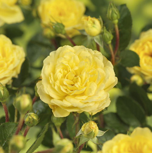 Rosa YELLOW MEILOVE 4L