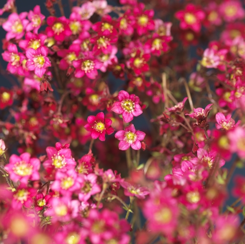 Saxifraga x arendsii 17cm