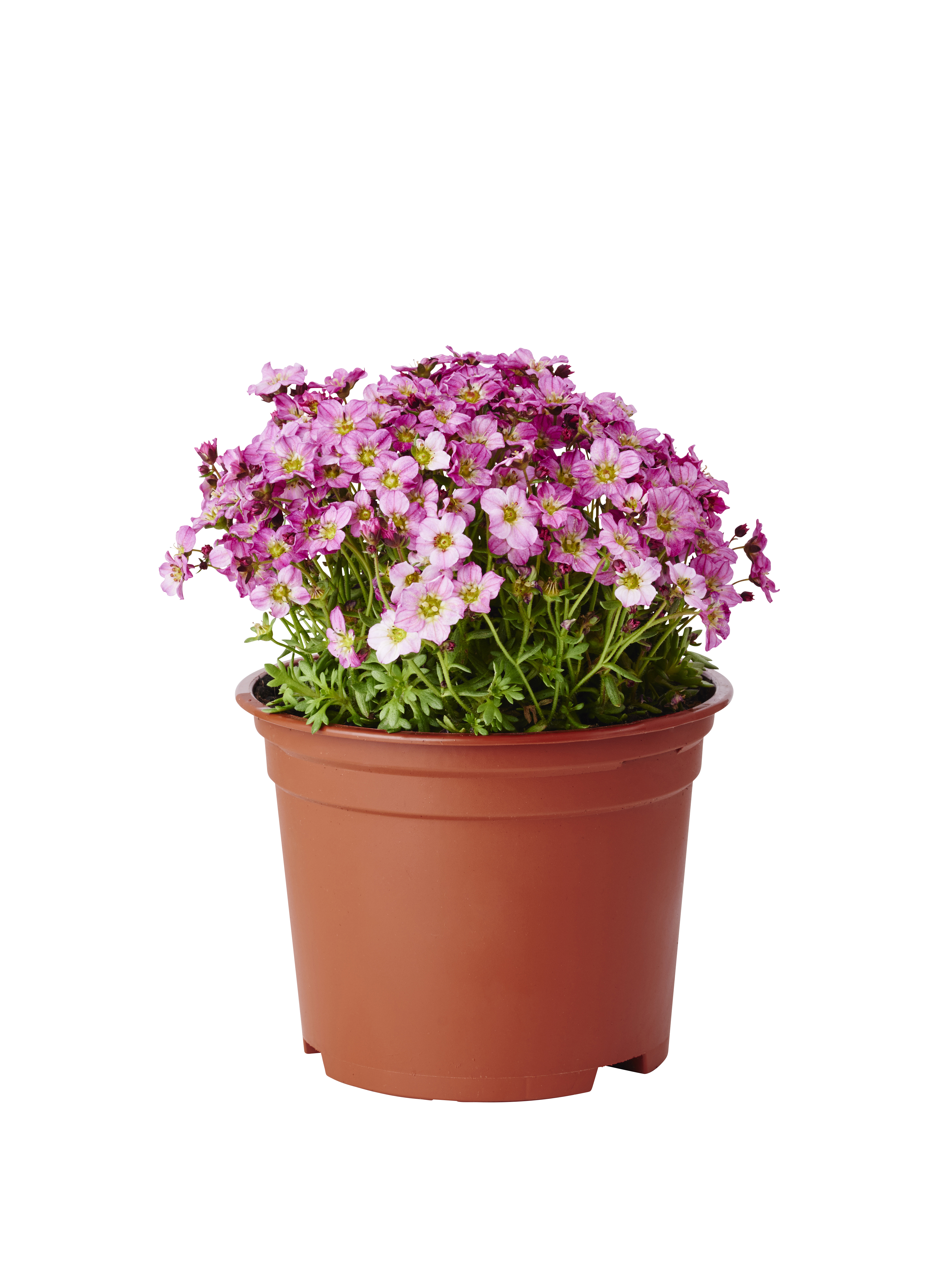 Saxifraga x arendsii 17cm