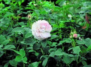 Rosa 'Maidens  Blush' 3L