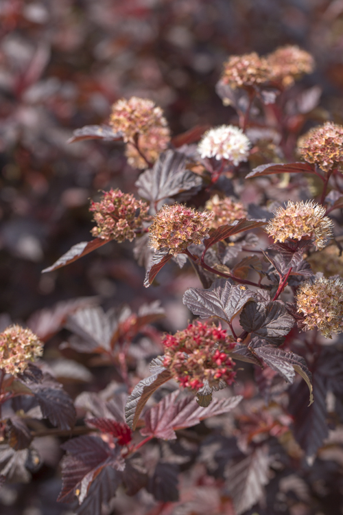 Physocarpus opulifolius SUMMERWINE 22cm