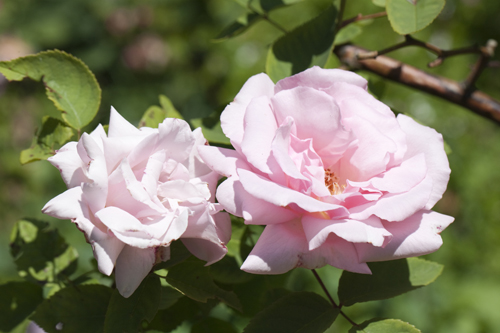Rosa 'Maidens  Blush' 3L