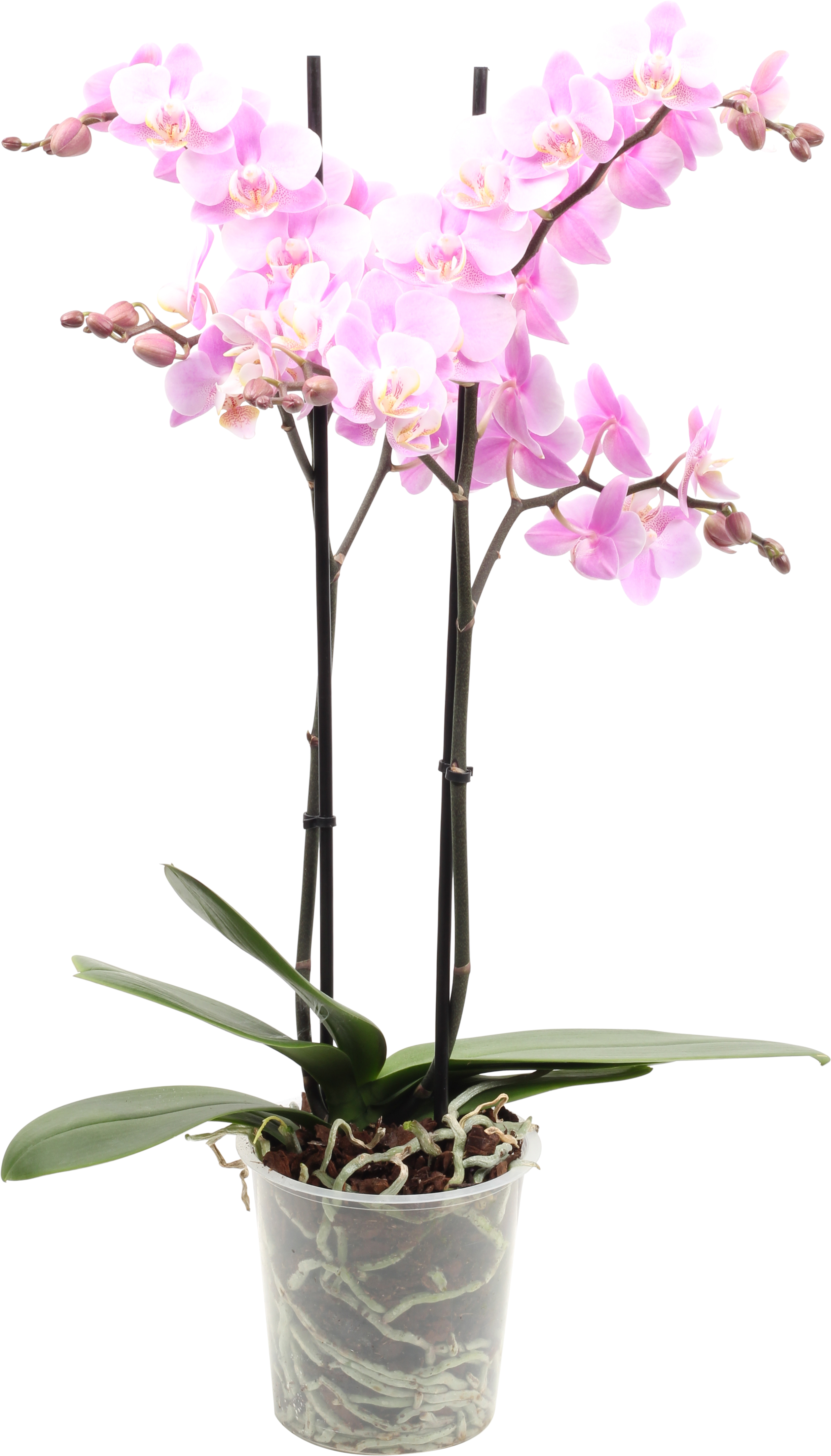 Phalaenopsis