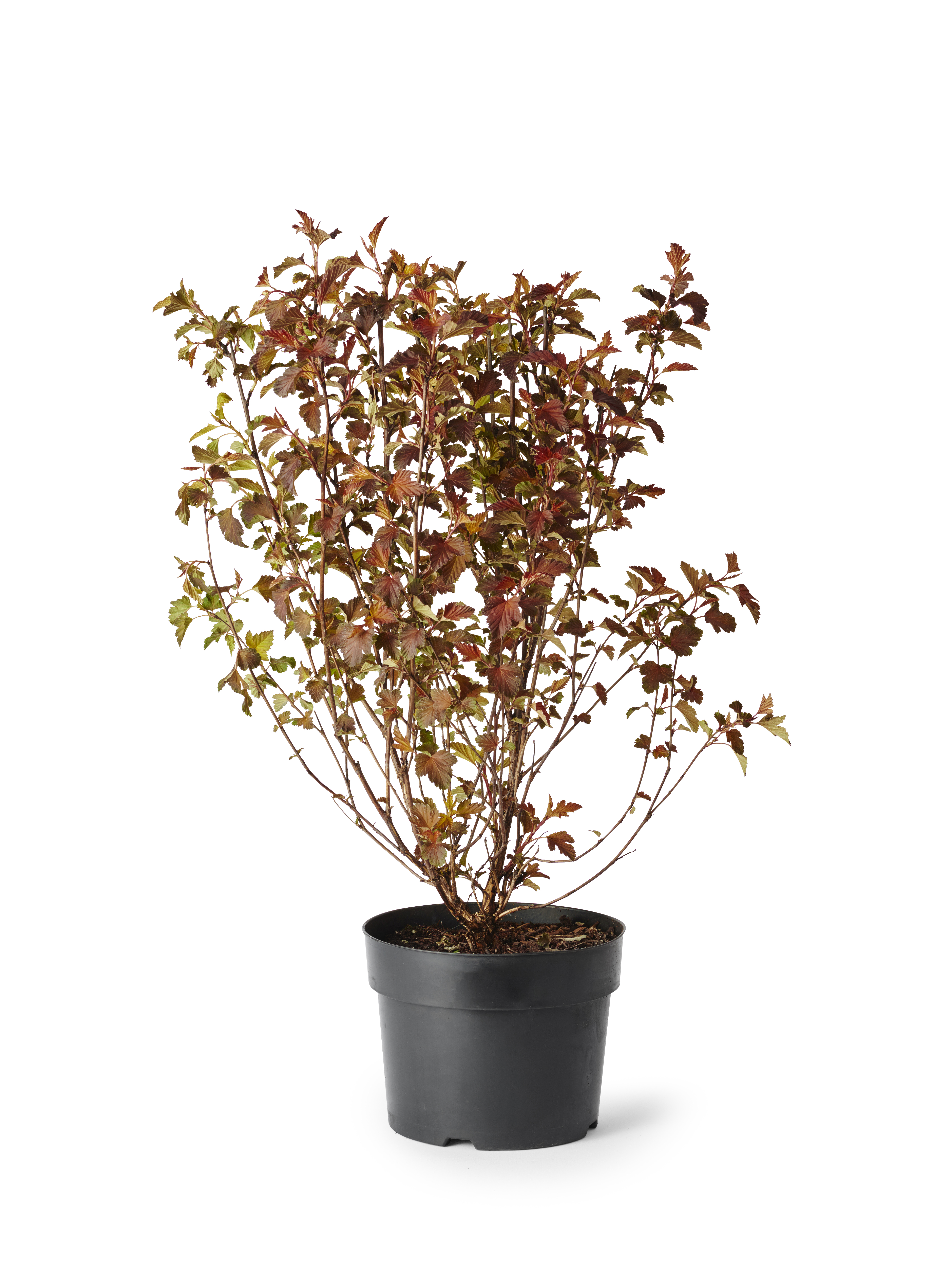 Physocarpus opulifolius SUMMERWINE 22cm