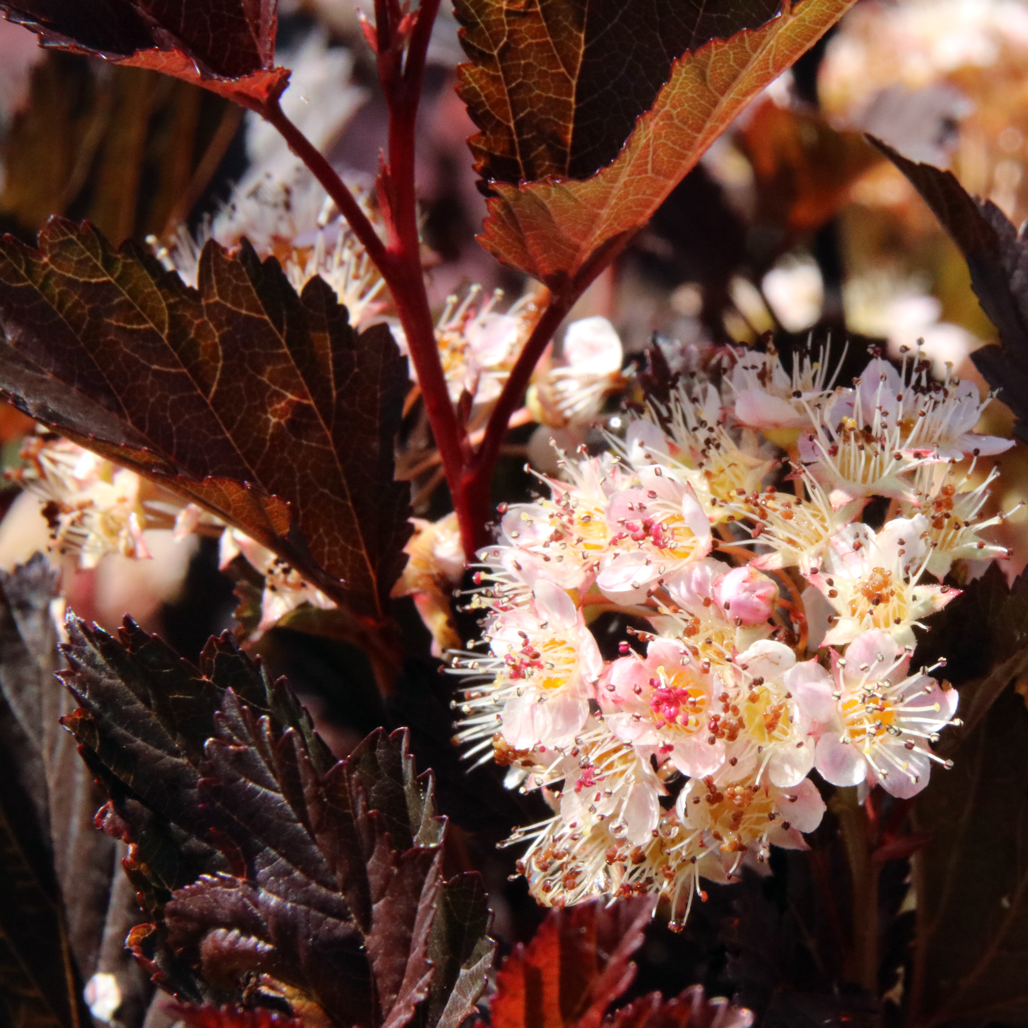 Physocarpus opulifolius SUMMERWINE 22cm