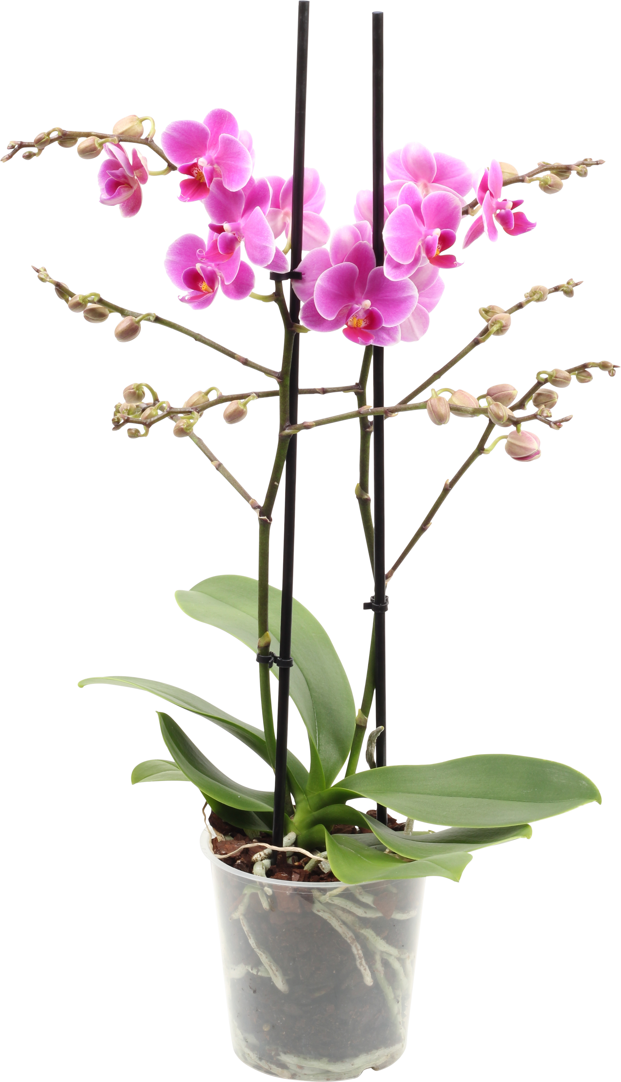 Phalaenopsis