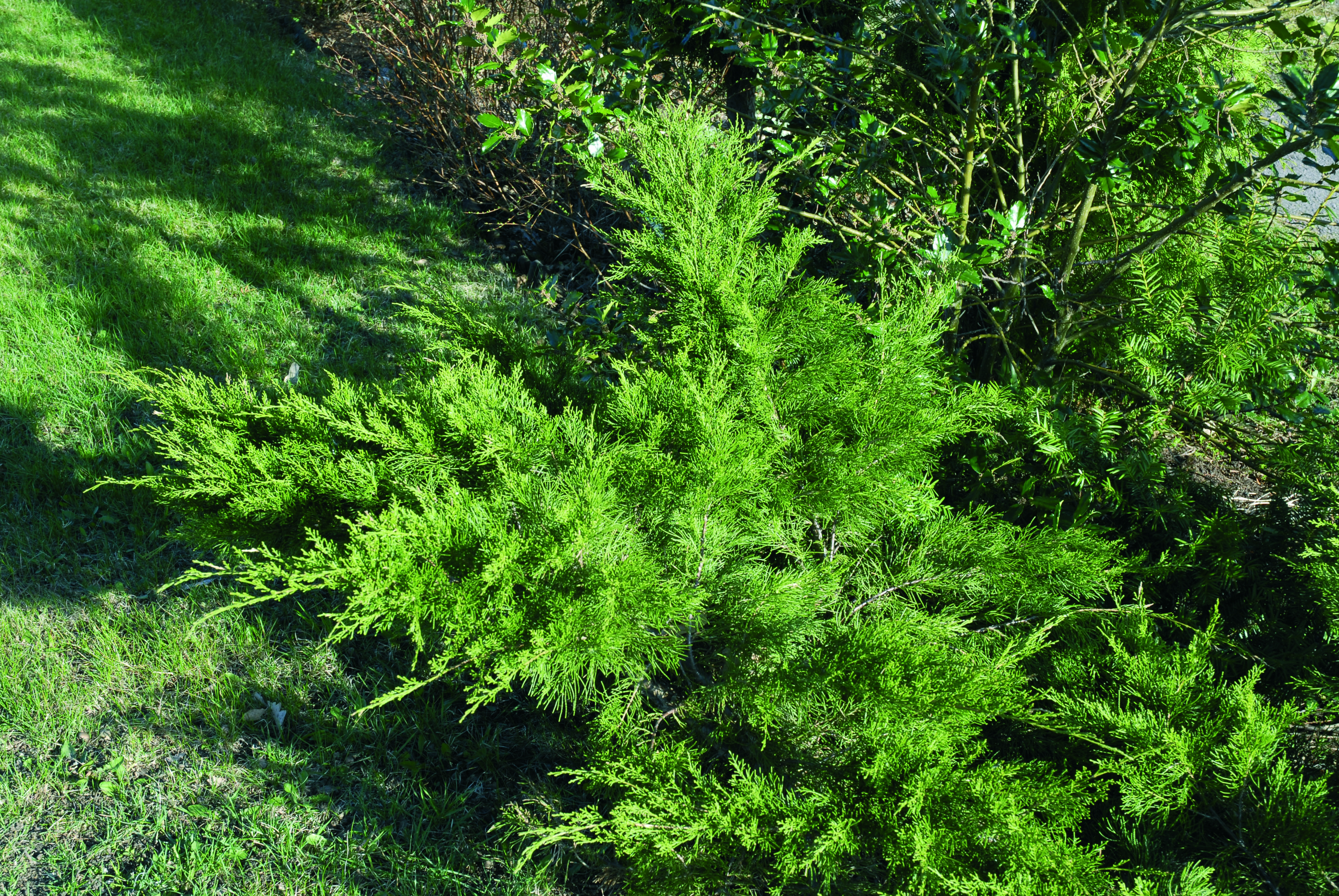 Mellomeiner 'Mint Julep'