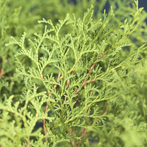 Thuja occidentalis 'Tiny Tim' 25-30cm 22cm