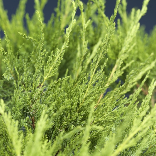 Mellomeiner 'Mint Julep'