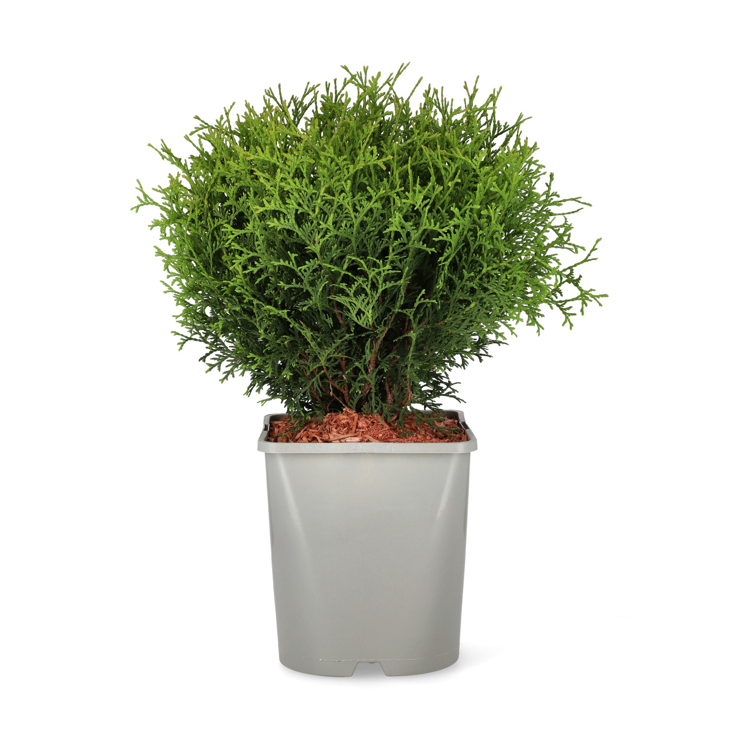Thuja occidentalis 'Tiny Tim' 25-30cm 22cm