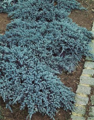 Himalaya-en 'Blue Carpet'