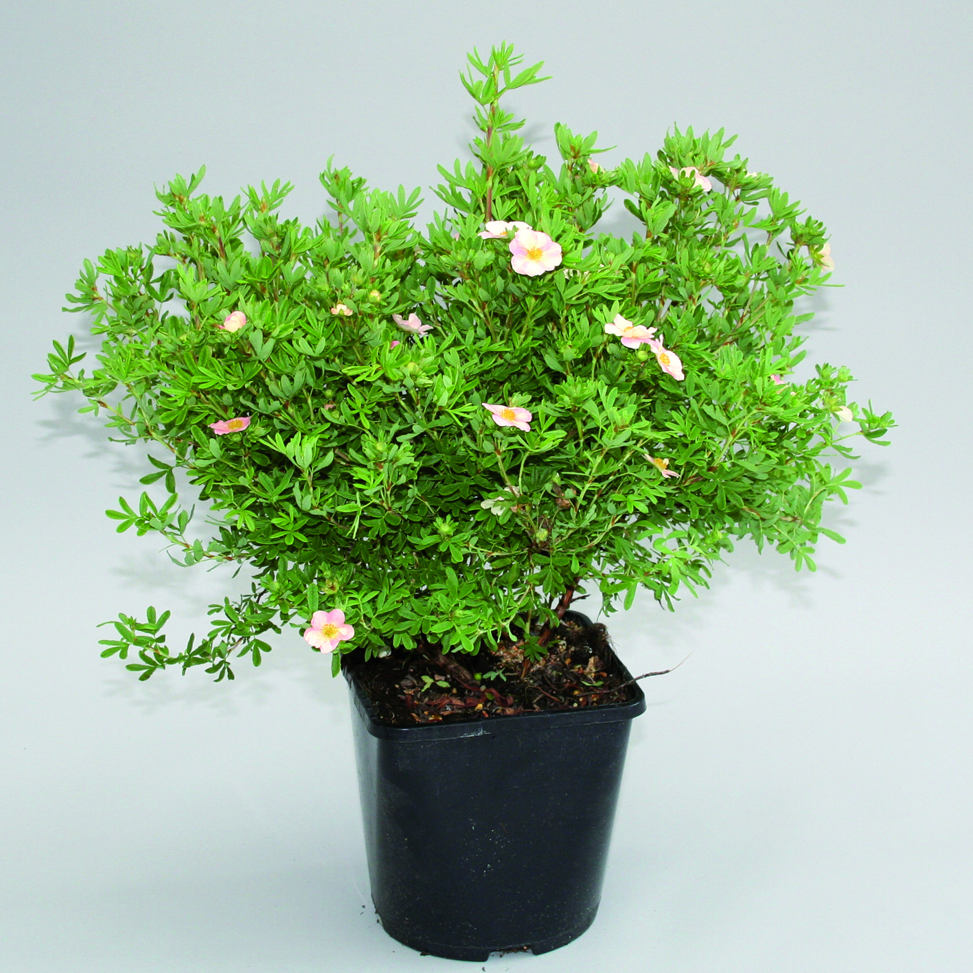 Buskmure 'Pink Beauty'