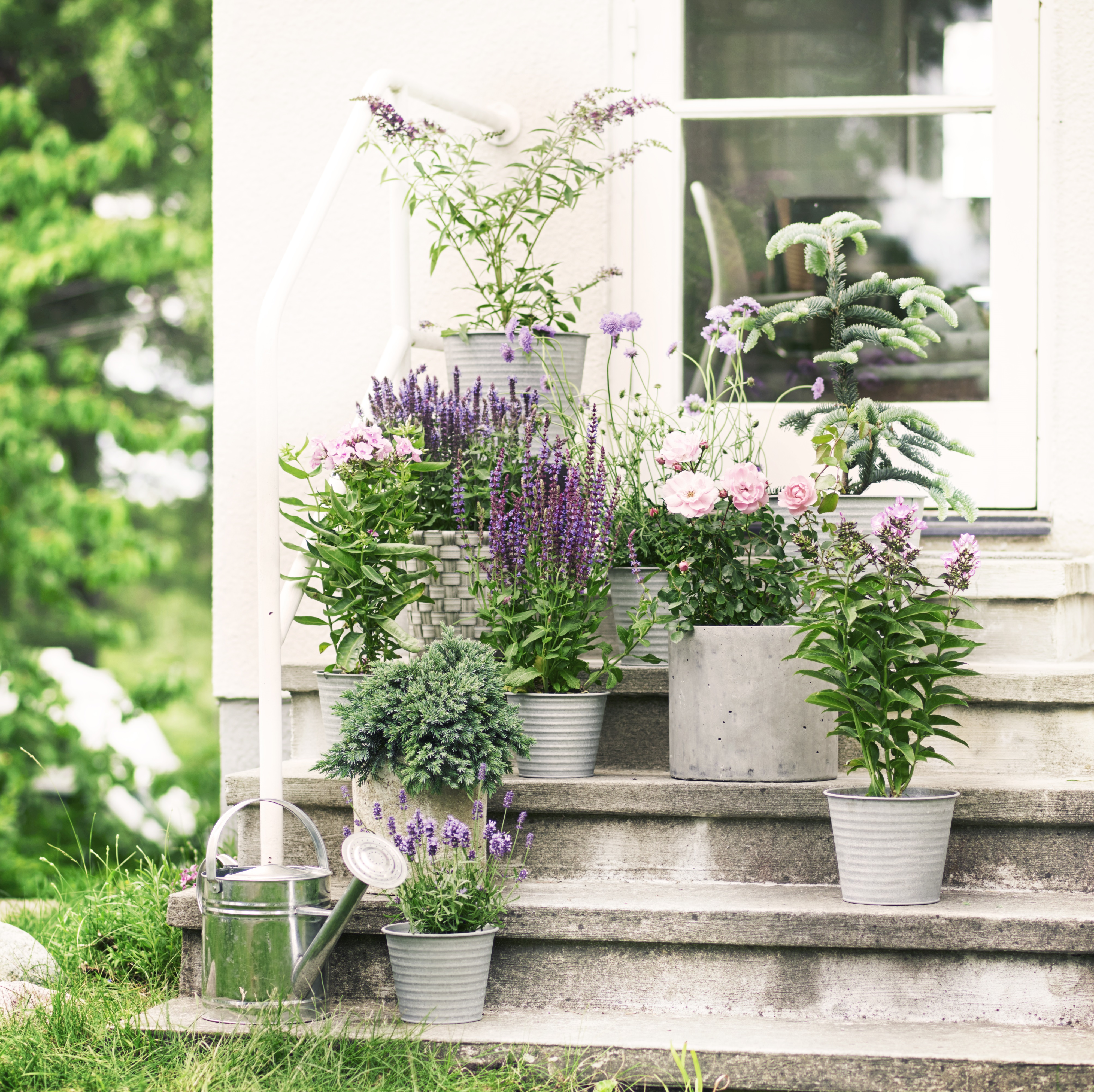 Himalaya-en 'Blue Star'