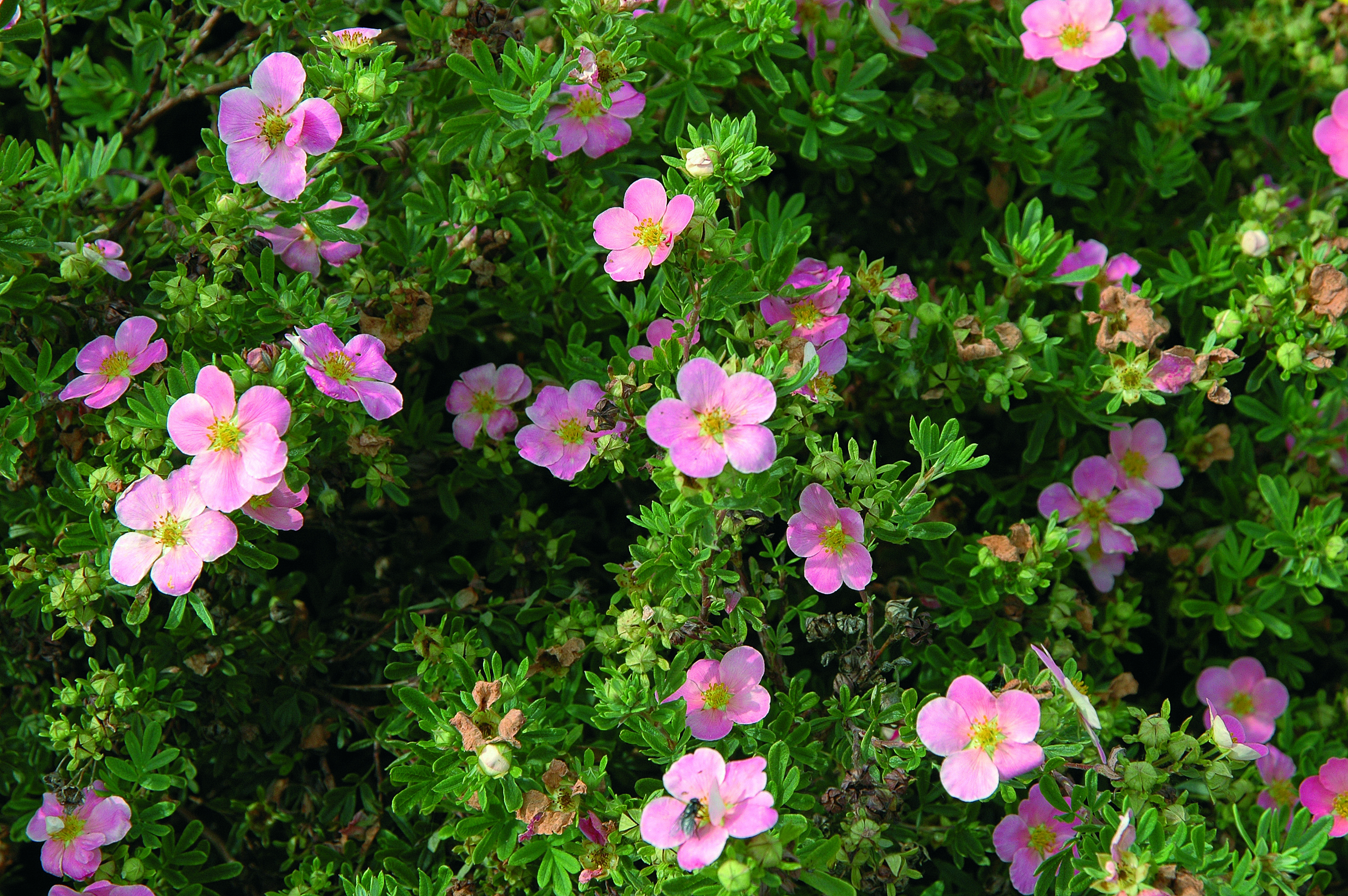 Buskmure 'Pink Beauty'