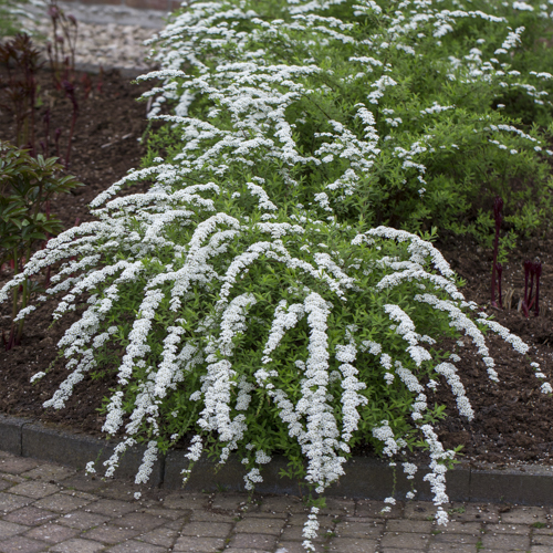 Brudespirea 'Grefsheim'
