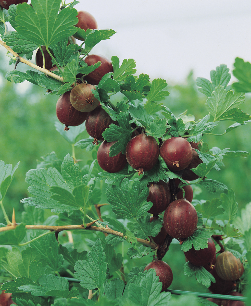 Ribes grossularia HINNONMÄKI RÖD 4,5L