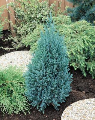 Juniperus chinensis 'Stricta' 40-50cm 22cm