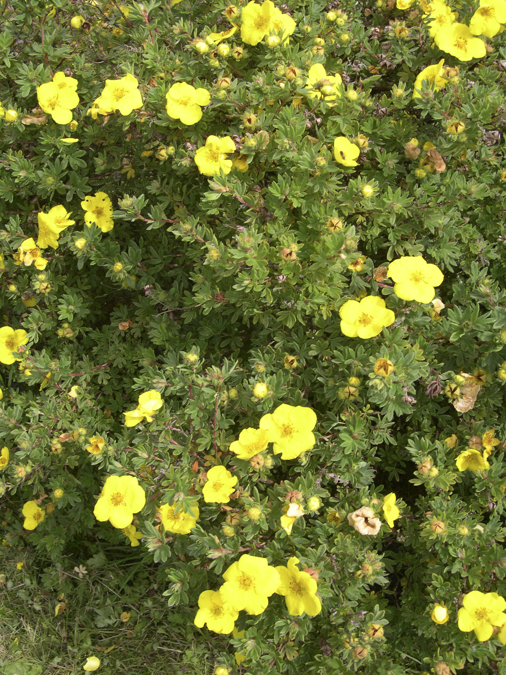 Buskmure 'Goldfinger'