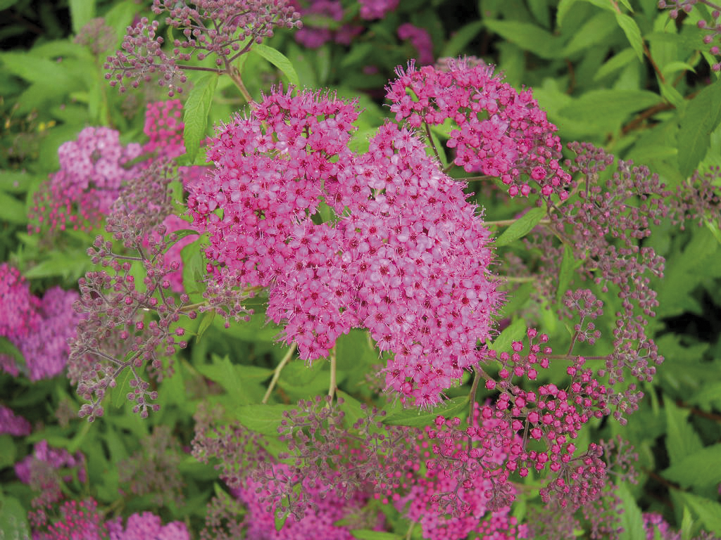 Spiraea japonica 'Anthony Waterer' 4,5L