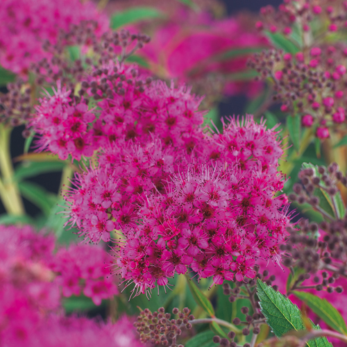 Spiraea japonica 'Anthony Waterer' 4,5L