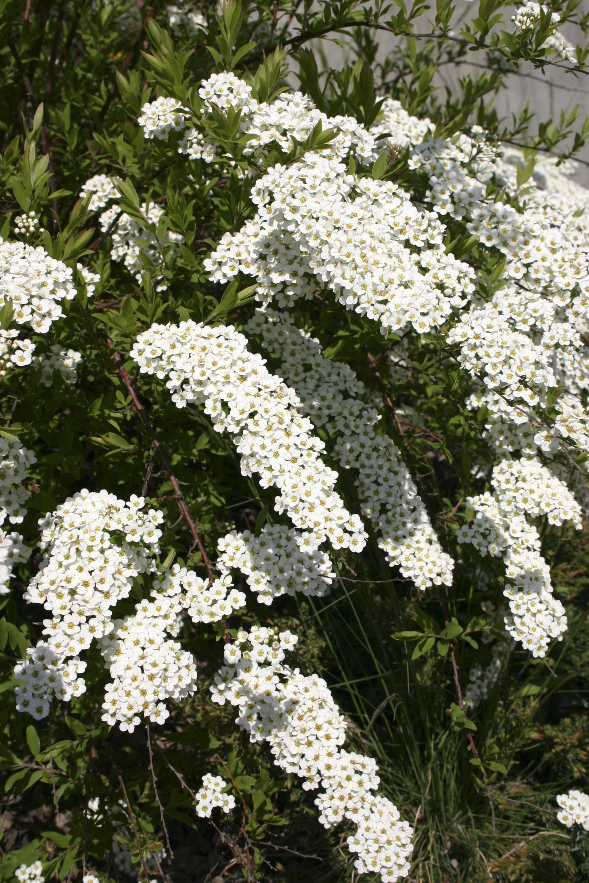 Spiraea x cinerea 'Grefsheim' 4,5L