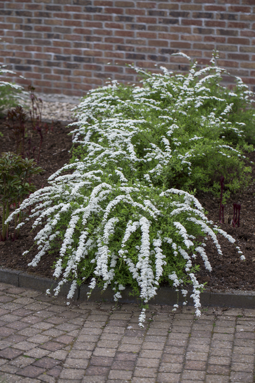 Spiraea x cinerea 'Grefsheim' 4,5L