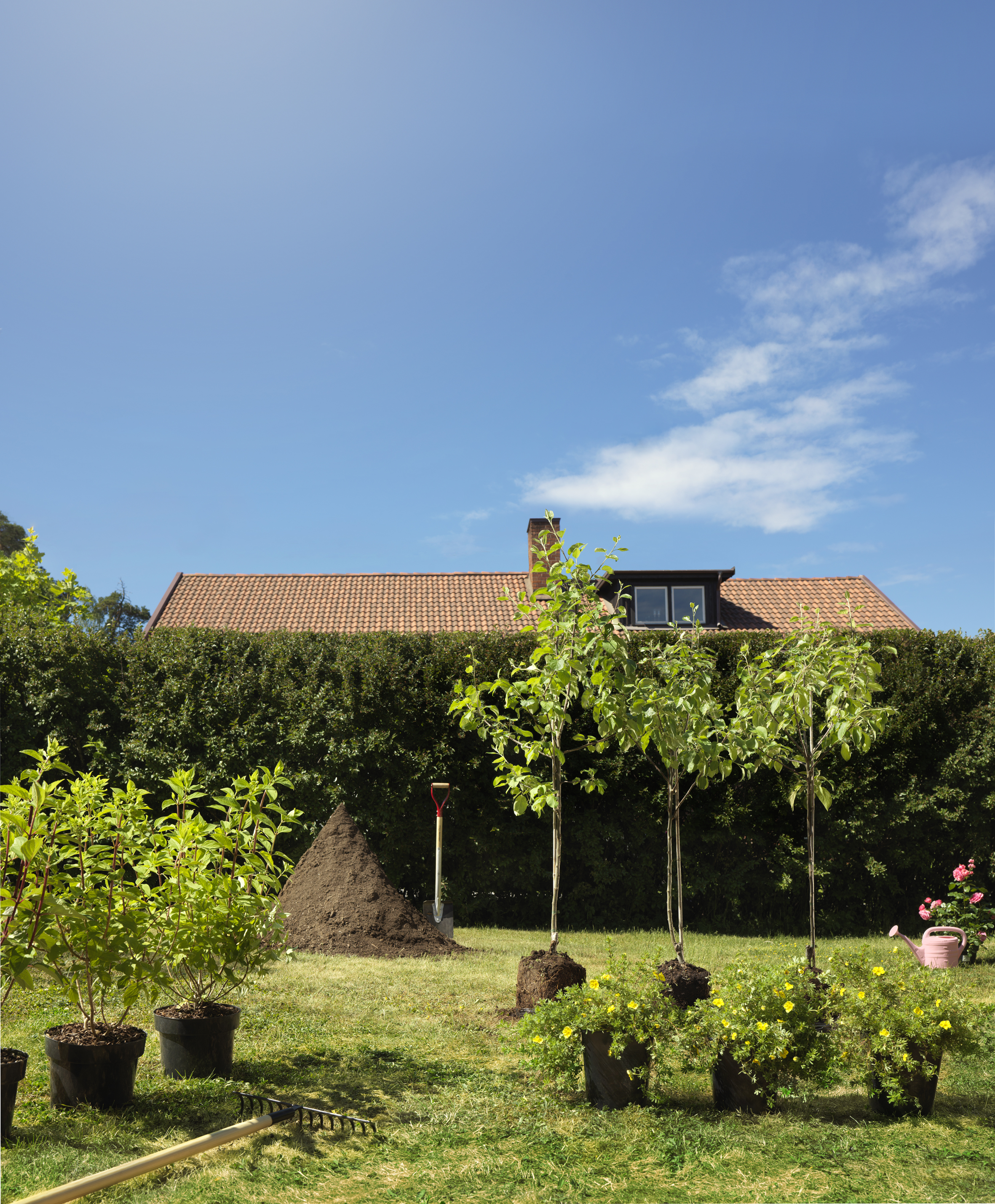 Buskmure 'Goldfinger'