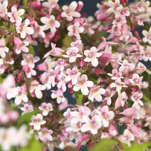 Fagerbusk 'Pink Cloud'