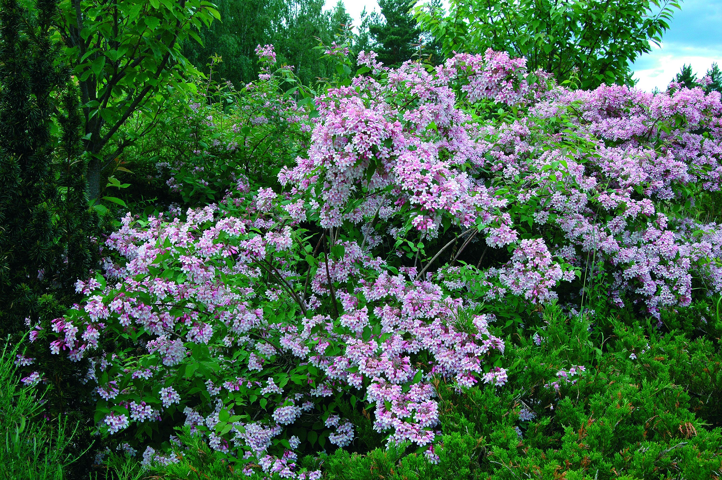 Fagerbusk 'Pink Cloud'