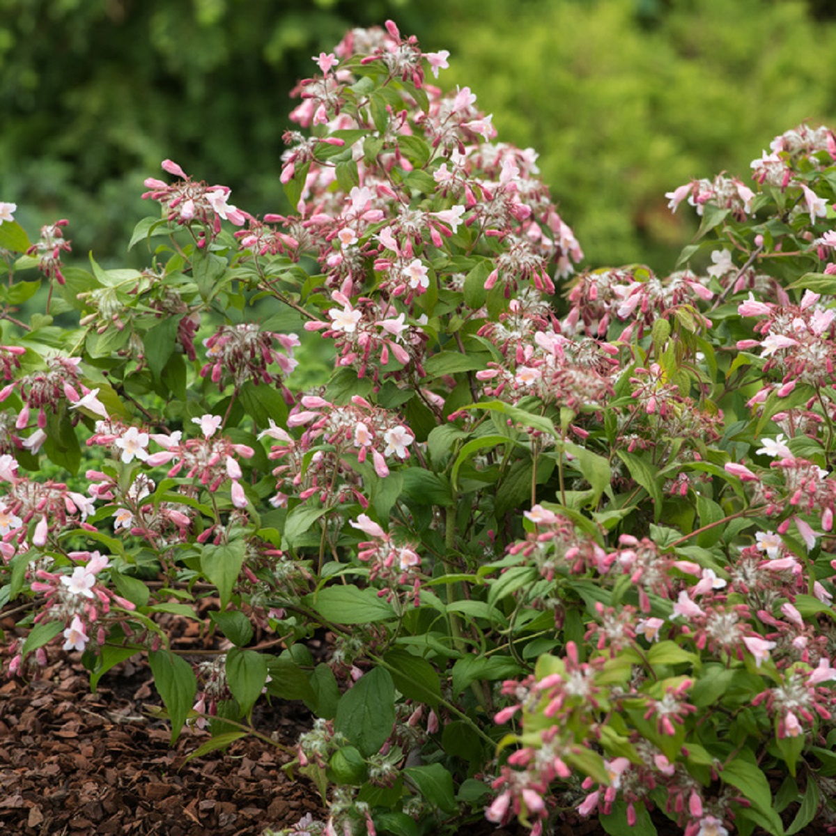 Fagerbusk 'Pink Cloud'