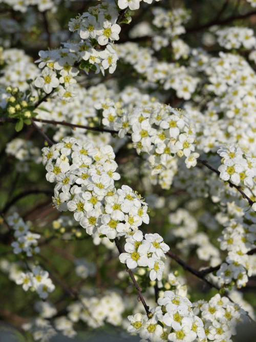Sommerspirea 'Halward's Silver'