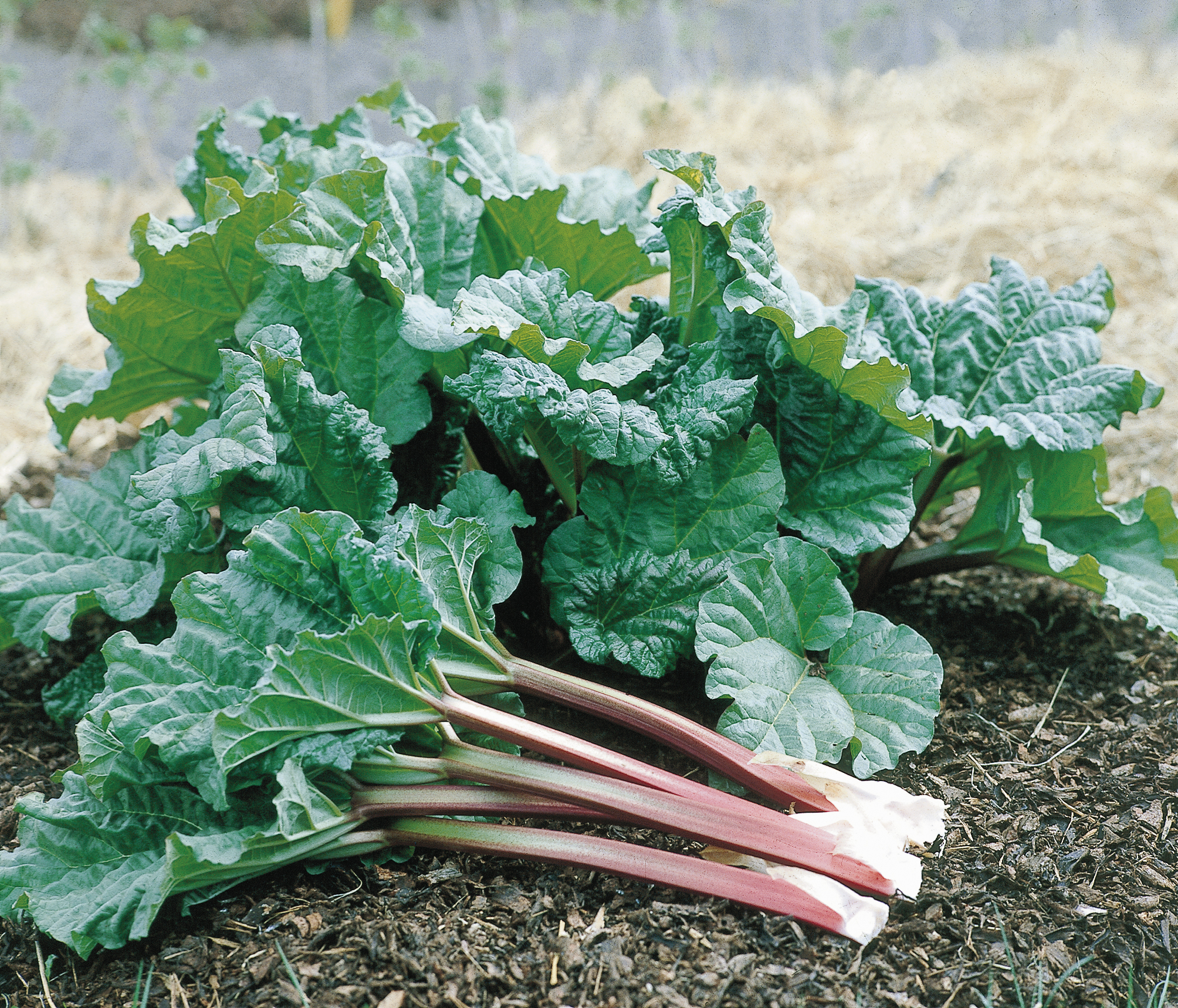 Rheum rhabarbarum 'Victoria'  3,5L