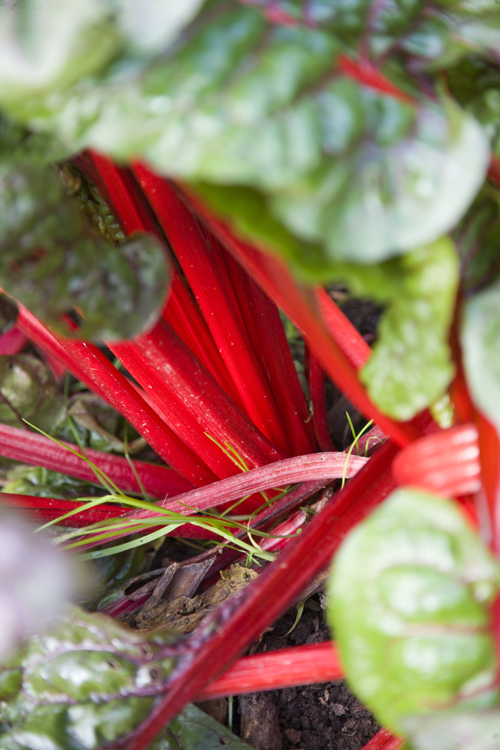 Rheum rhabarbarum 'Victoria'  3,5L