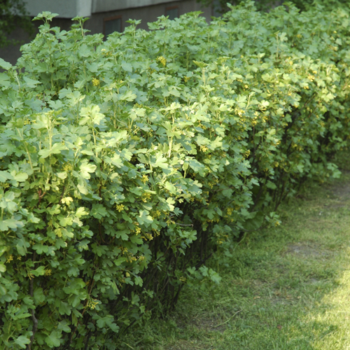 Ribes alpinum 'Schmidt'