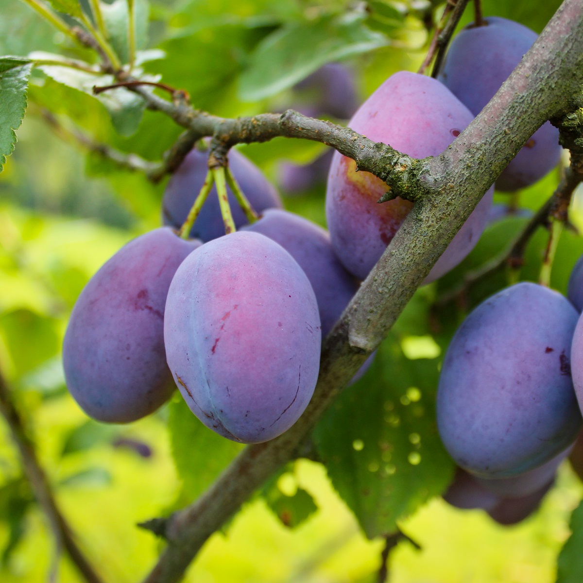 Prunus domestica 'Opal' E St.Jul.A 10L