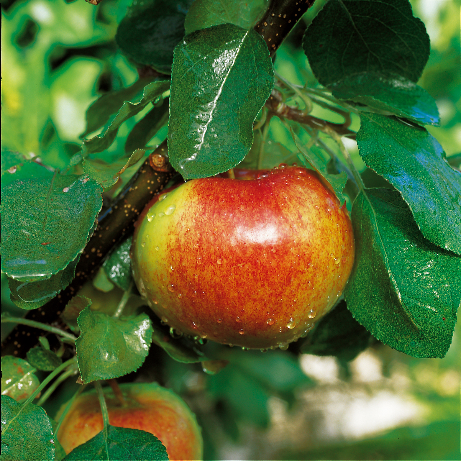 Malus domestica 'Katinka' E B9 10L