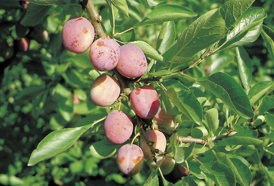 Prunus domestica 'Opal' E St.Jul.A 10L