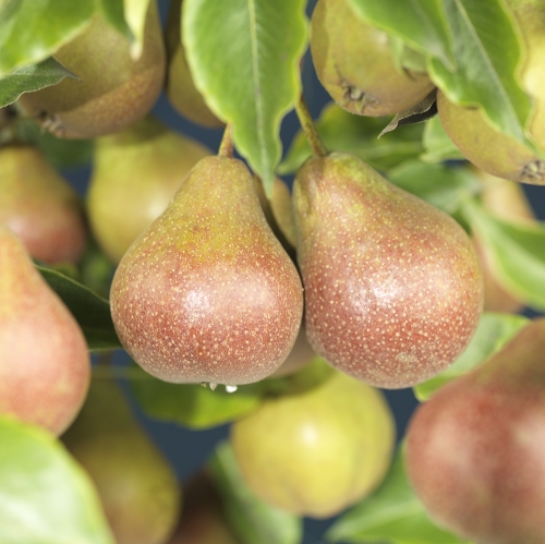 Pyrus communis 'Clara Frijs' Kv.Adams 10L