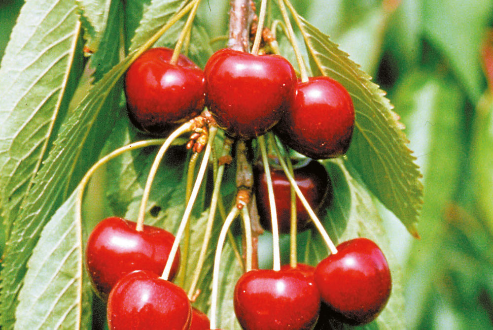 Prunus avium 'Lapins' Colt 10L