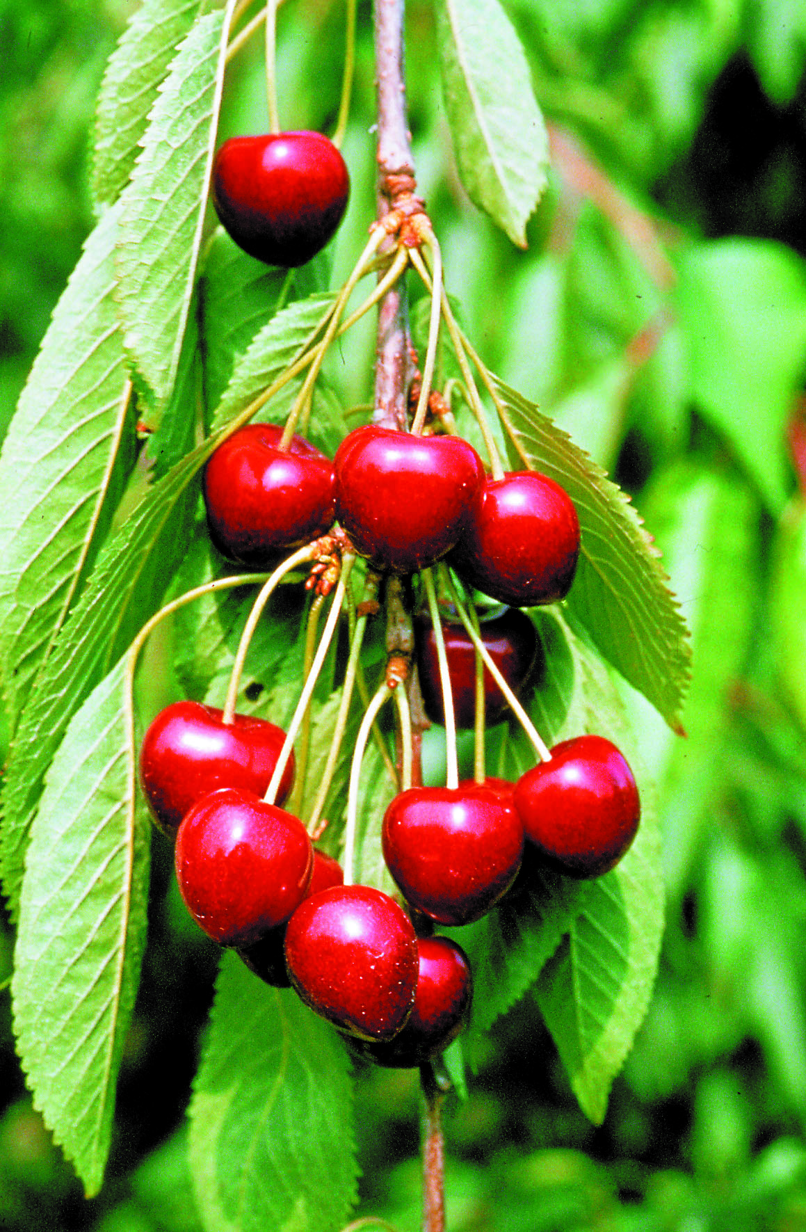 Prunus avium 'Lapins' Colt 10L