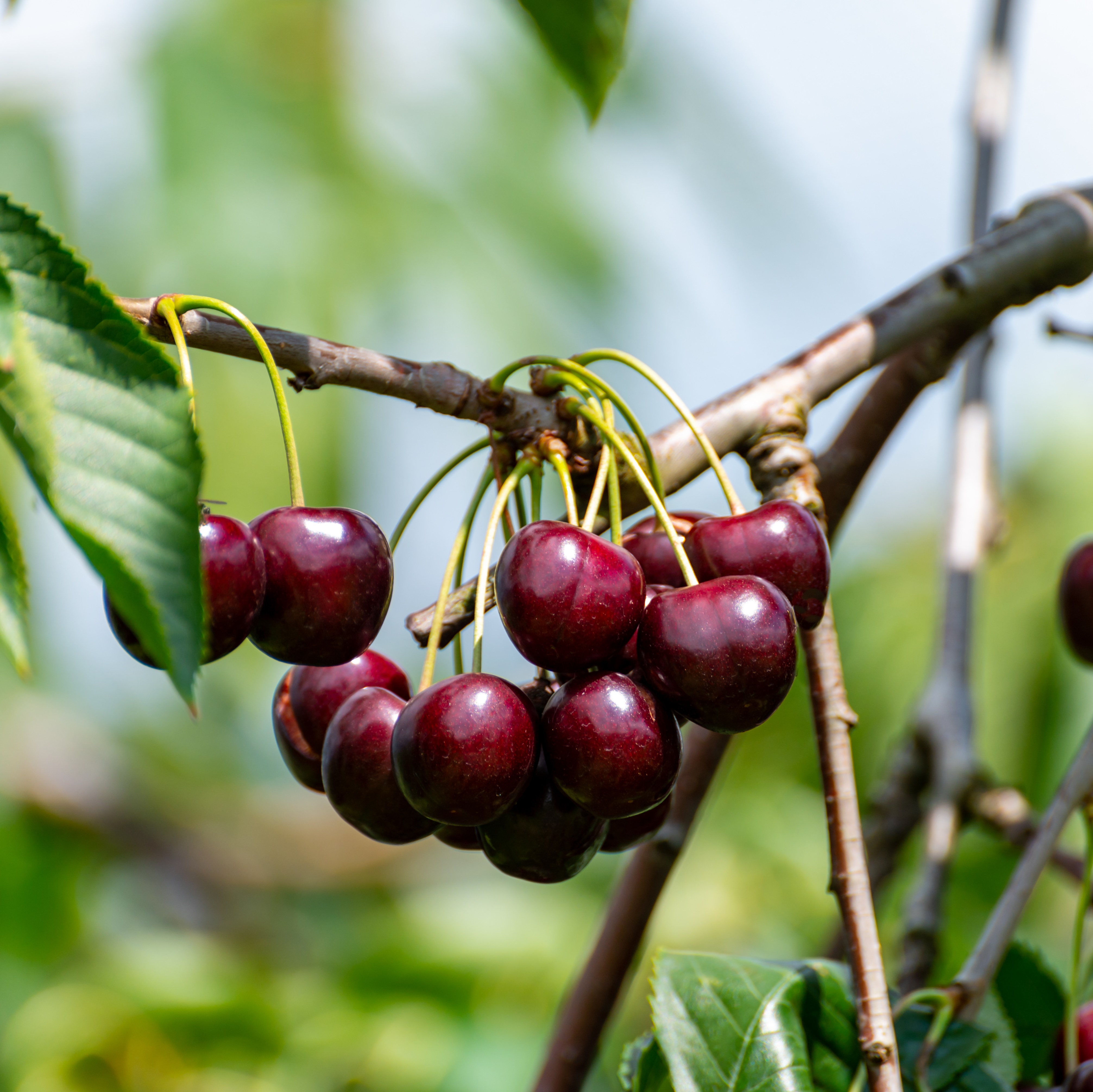 Prunus avium 'Lapins' Colt 10L