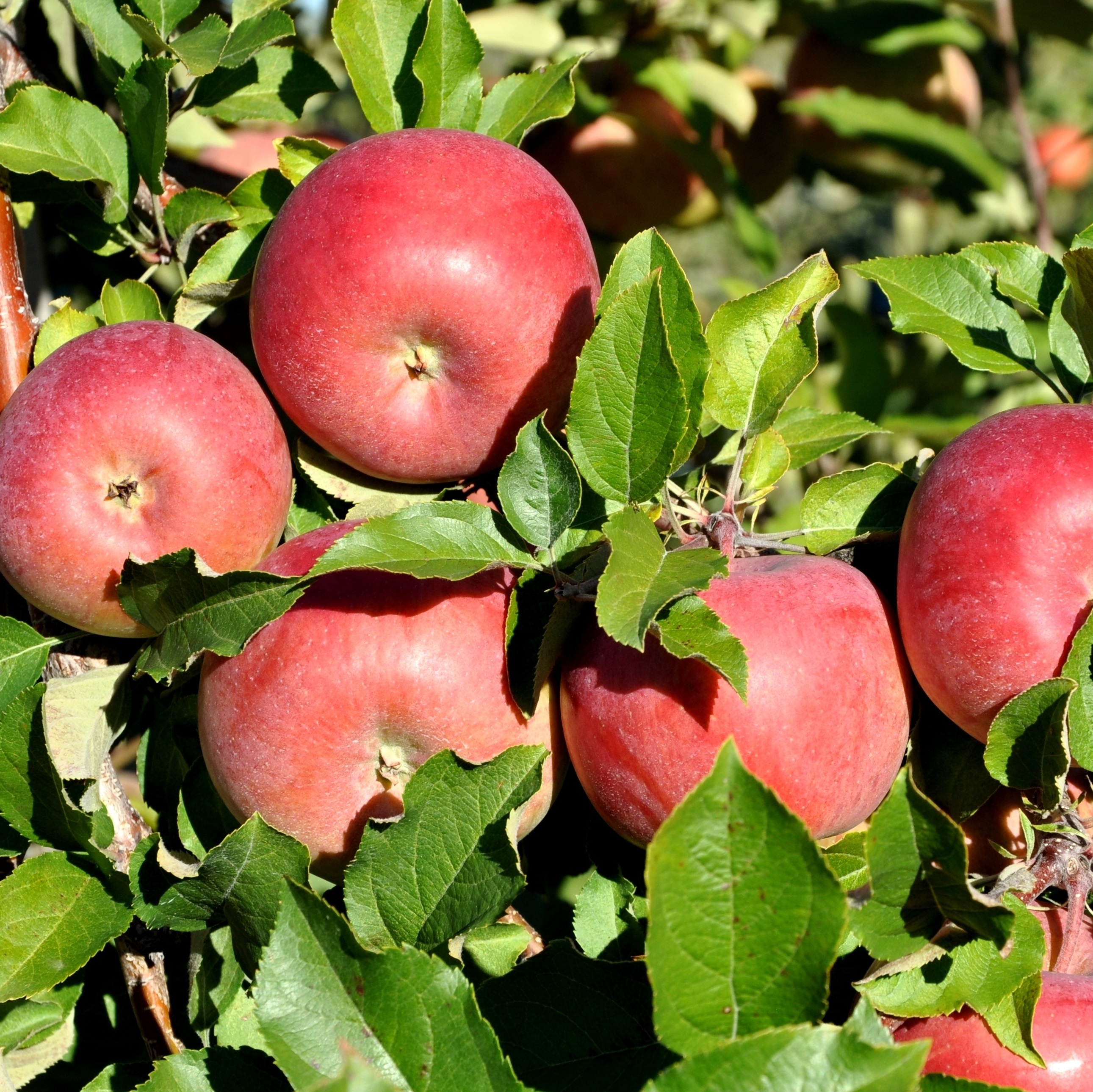 Malus domestica 'Sonja' E B9 10L