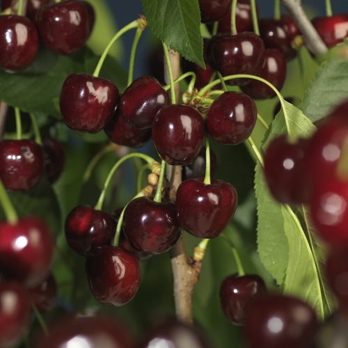 Søtkirsebær 'Stella' Colt