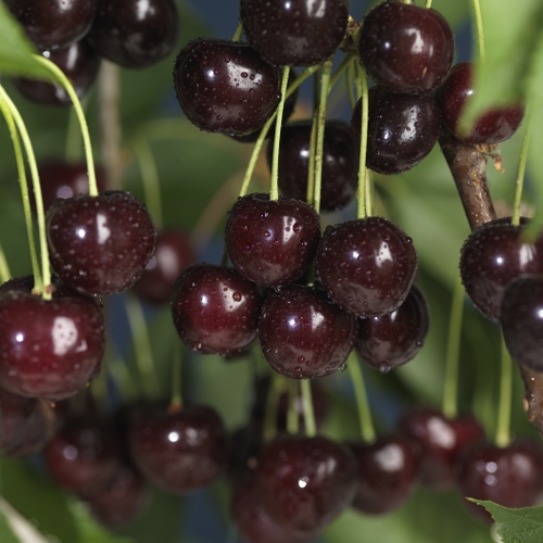 Prunus avium 'Sunburst' Colt 10L